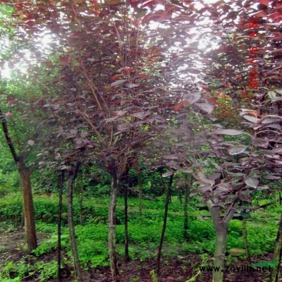 广玉兰报价/浙江广玉兰报价