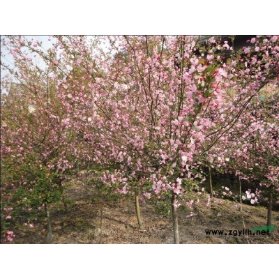 广玉兰图片\广玉兰报价