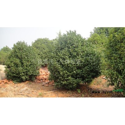 广玉兰（米经10公分）