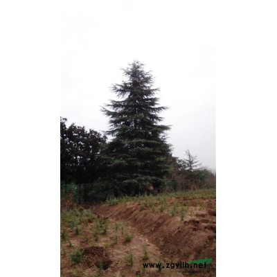 雪松，广玉兰，桂花，香樟，女贞，红叶石楠等