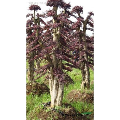 桂花.香樟.罗汗松.广玉兰.乐昌含笑.蚊姆.杜鹃.红花继木.