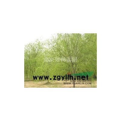 供应4-20公分香樟报价/江苏供应4-20公分香樟报价