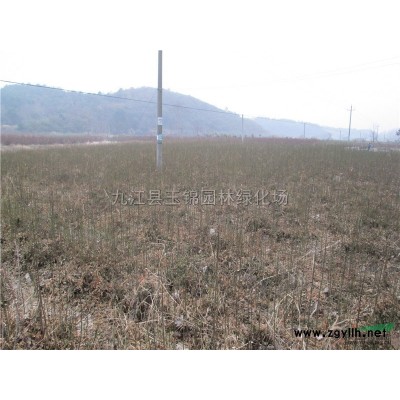 小香樟*新价格/小香樟报价