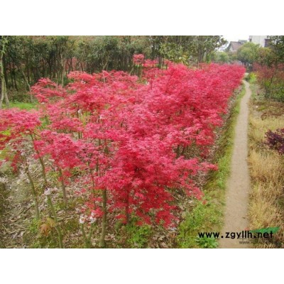 长沙广玉兰基地 湘潭广玉兰种植 浏阳广玉兰 株洲广玉兰