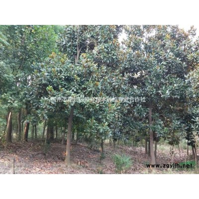 湖北荆州地区供应10-24cm广玉兰