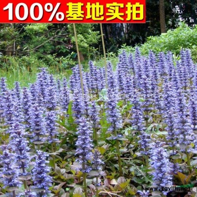 广玉兰2-15cm工程苗、广玉兰价格 广玉兰树苗价格