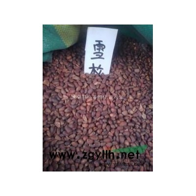 春季种植小苗好时机 广玉兰小苗1.5-2公分