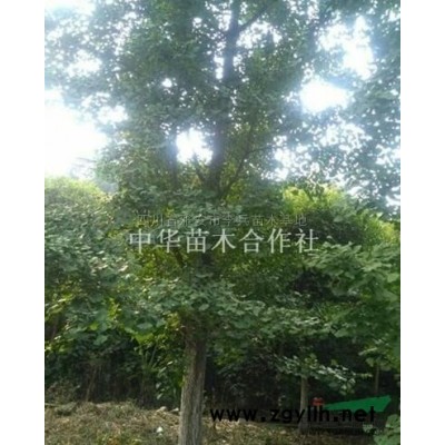 骨架桂花、红豆杉，精品桂花、红豆杉，海棠，银杏，紫薇，樱花等