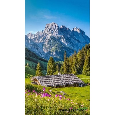 海宁香樟3cm-25cm