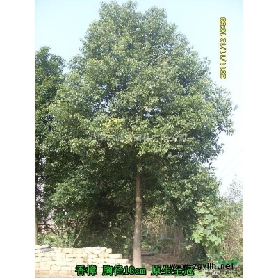 广玉兰价格 湖南广玉兰树 广玉兰*低价