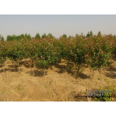 广玉兰，江西抚州广玉兰