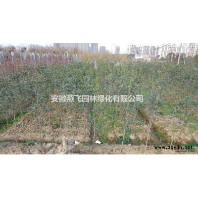 银杏，嫁接银杏， 实生银杏，银杏10-35公分