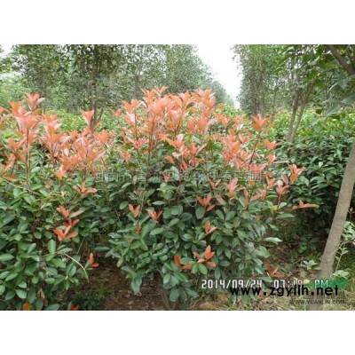 移植香樟*新价格/移植香樟报价