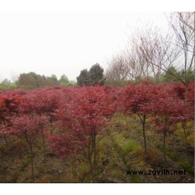 直供广玉兰，广玉兰价格，香樟基地