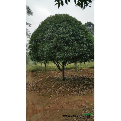 30公分多头银杏，冠7米高12米