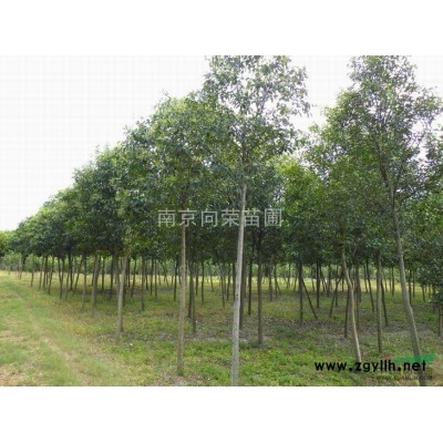 提供2016年雪松价格广玉兰价格  常年供应不同的雪松规格