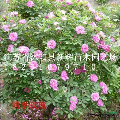 1-30公分法桐，大叶女贞，紫白玉兰，红叶李，水衫，银杏