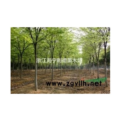 出售2-8公分广玉兰，广玉兰价格，*便宜广玉兰批发价格