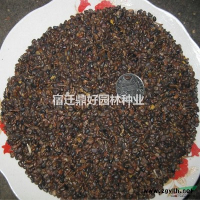 新采玉兰种子价格 红玉兰子玉兰黄玉兰白玉兰广玉兰种子 包发芽