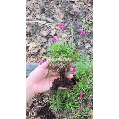 打规格香樟树/香樟小苗/8—28公分香樟供应图片/打规格香樟树/香樟小苗/8—28公分香樟供应报价