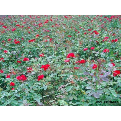 千头椿.臭椿.火炬.香樟