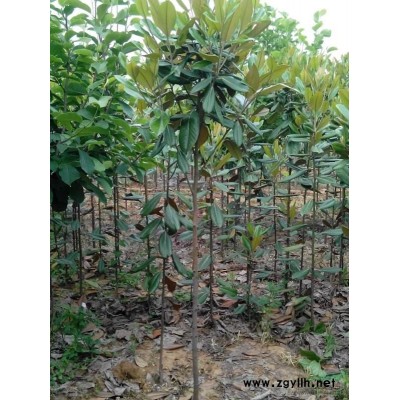 8公分广玉兰|河南8公分广玉兰