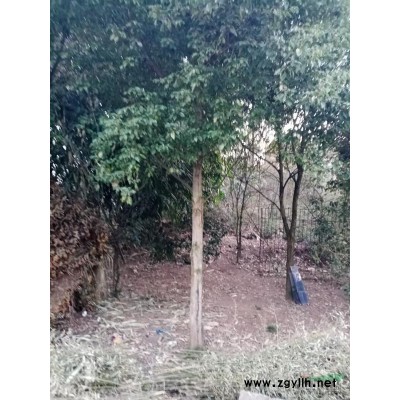 泸州供应香樟米径20cm