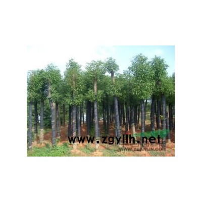 2015年浙江大量供应香樟树苗，12公分香樟上车价320元