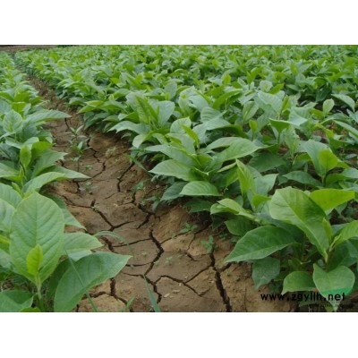 4公分广玉兰价格