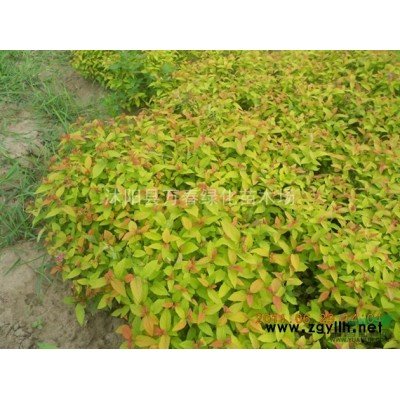 出售今年 小苗 白玉兰小苗 广玉兰小苗  红玉兰 2-5公分