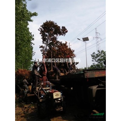 香樟直销量大从优，香樟原产地