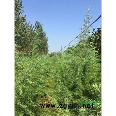 广玉兰价格，广玉兰报价