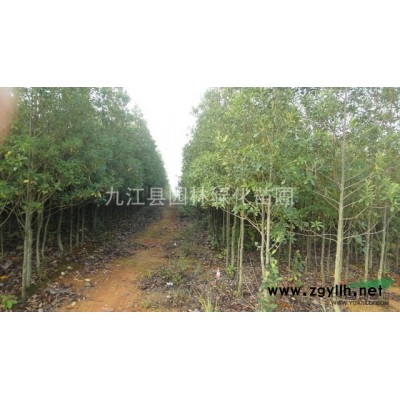 10公分广玉兰价格、12公分广玉兰价格、15公分广玉兰价格