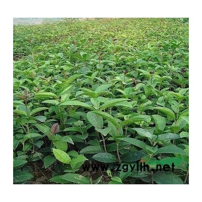 桂花.香樟.银杏