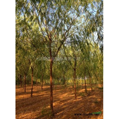 河南新密供应优质广玉兰