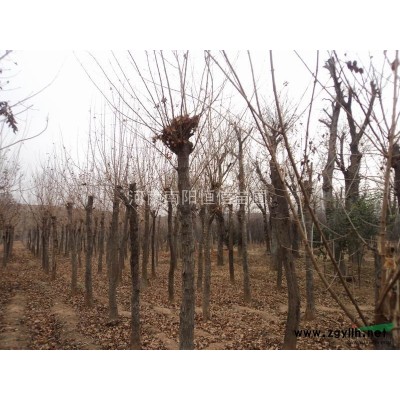 河南香樟*新报价/香樟图片