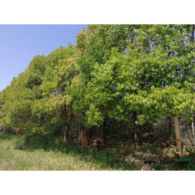 有大量16cm至19cm、20cm至25cm全冠香樟出售