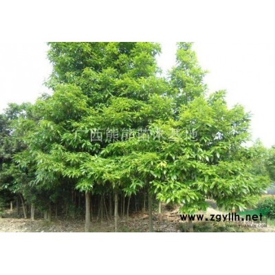 银杏 广西银杏基地 银杏*新报价