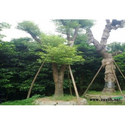 江西广玉兰2*新报价/广玉兰2图片