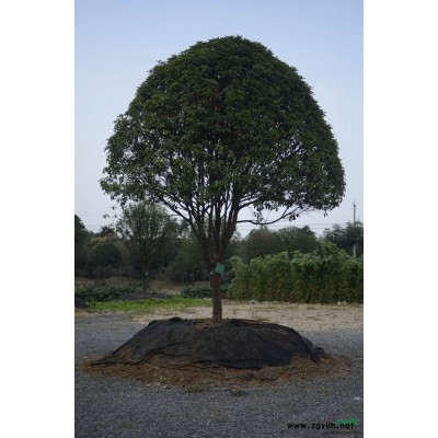 特供广玉兰，精品广玉兰，广玉兰*新价格价格