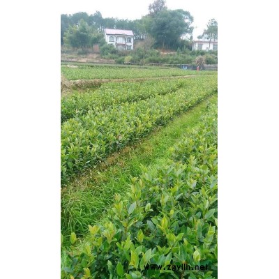 湖南株洲，米劲3至6公分香樟