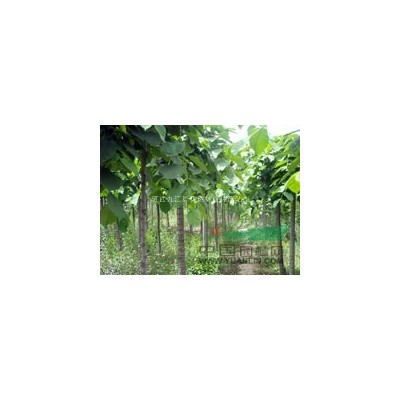 香樟种子 银杏种子 油茶种子 九江种苗