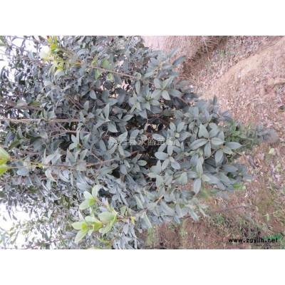 安徽 广玉兰1-15cm