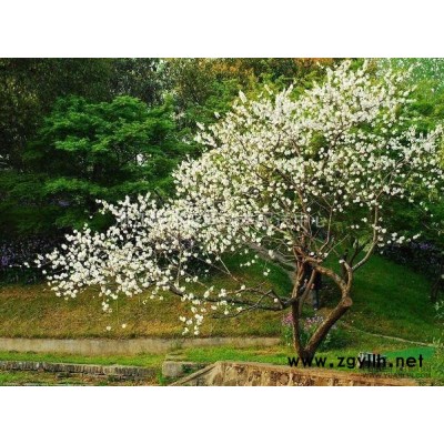 广玉兰，广玉兰供应，广玉兰价格，广玉兰图片