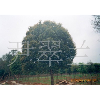 广西香樟6*新报价/香樟6图片