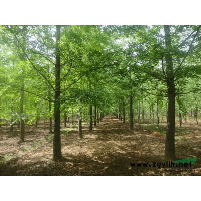 银杏.供应/银杏.图片