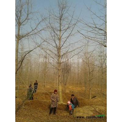 供应米径6--20公分的玉兰、广玉兰