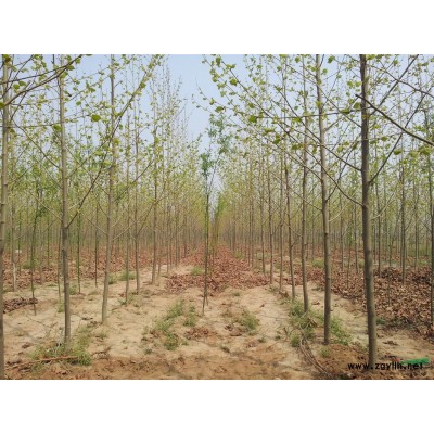 本社现有40-120公分高银杏苗十万余株，欢迎新老客户选购！