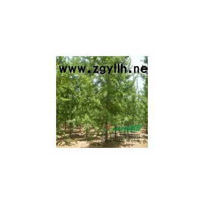 原黄林牧业批发价格出售速生绿化银杏树苗 银杏树小苗