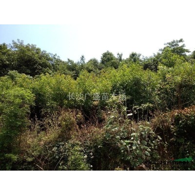 湖南地区供应6-15的广玉兰